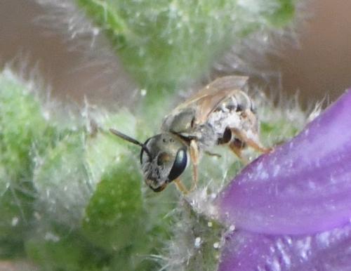 Réf. 260 040 : Seladonia sp.